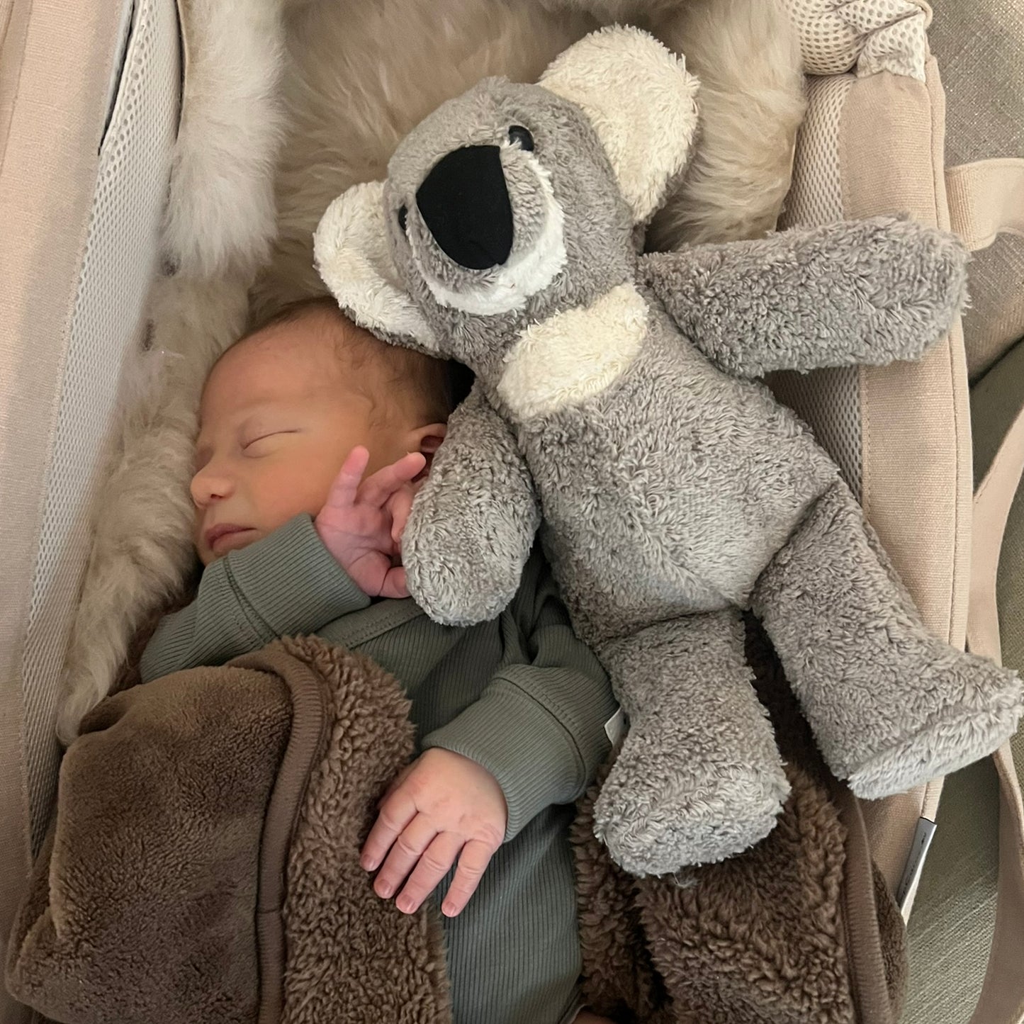 Koala